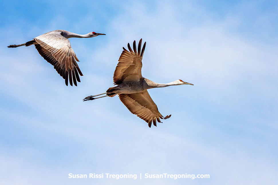 Two Sandhill Cranes glide across a soft blue-and-white sky. Photographed in Southern Indiana, it honors their stately yearly passage, capturing these tall, refined birds in mid-flight.
