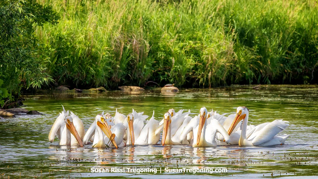 Nine American white pelicans feeding along the shoreline of Lake Ashtabula in North Dakota, gathered in a line in shallow water with green hills and prairie in the background.