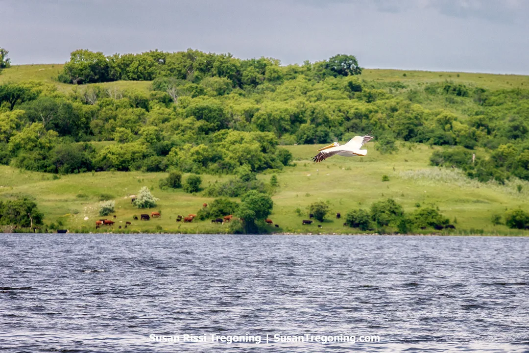 American white pelican flying over Lake Ashtabula in North Dakota, with green hills, trees, and grazing cattle visible along the shoreline under a partly cloudy sky.