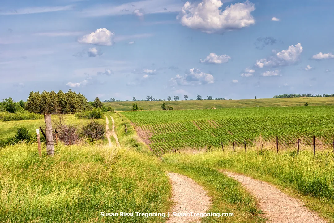 Dirt road winding through green prairie fields and rolling hills under a bright blue sky with scattered clouds near the Sheyenne River Valley in North Dakota.
