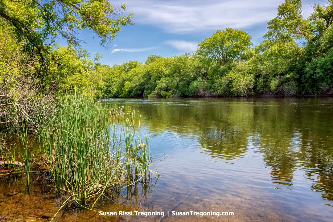Calm stretch of the Sheyenne River below Baldhill Dam, with clear shallow water, tall reeds along the bank, and dense green forest reflecting on the river under a bright blue sky.