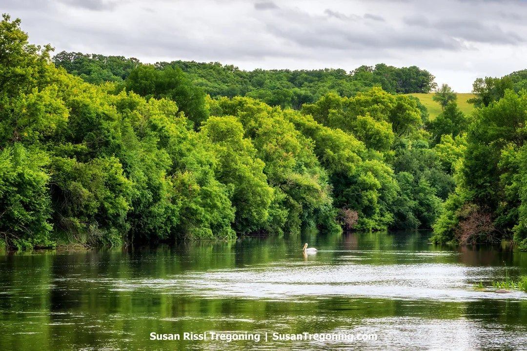 A tranquil view of the Sheyenne River winding through dense green forest under a cloudy sky, with a single white pelican gliding across the calm water.