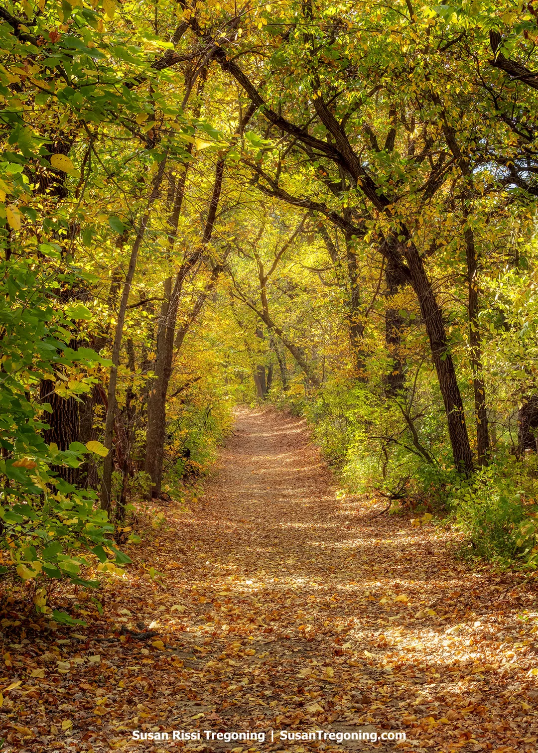 Leaf-covered hiking trail beneath a canopy of autumn foliage in the Sheyenne River State Forest, North Dakota. The wooded path follows the North Country National Scenic Trail and leads toward Mineral Springs Waterfall in the Sheyenne River Valley.