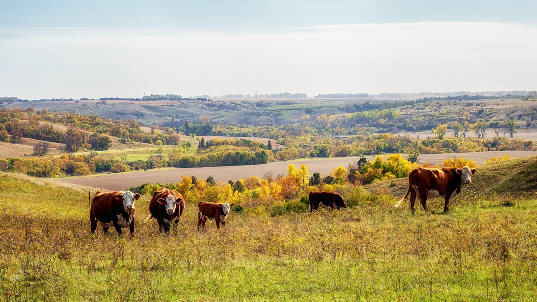 Several Hereford cattle and a calf stand and graze on a grassy hillside overlooking the autumn-colored Sheyenne River Valley near Fort Ransom, North Dakota, with rolling farmland, prairie, and wooded river-bottoms in the distance.