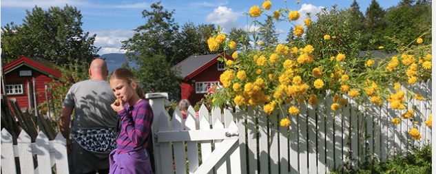 Gule blomster strekker seg over nymalt kvitt stakitt