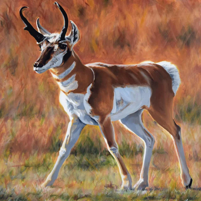 Oil Paintings