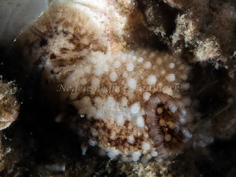 Onchidoris bilamellata - Trykkerdammen - Foto: Ole Dreyer