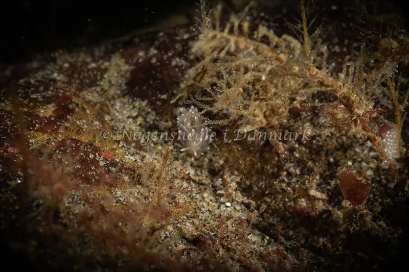 Cuthonella concinna - Ammoniakhavnen - Foto: Søren Skov Nielsen