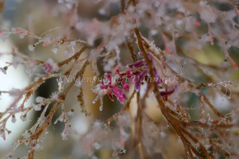Eubranchus rupium - Snoghøj - Foto: Annette Jørgensen