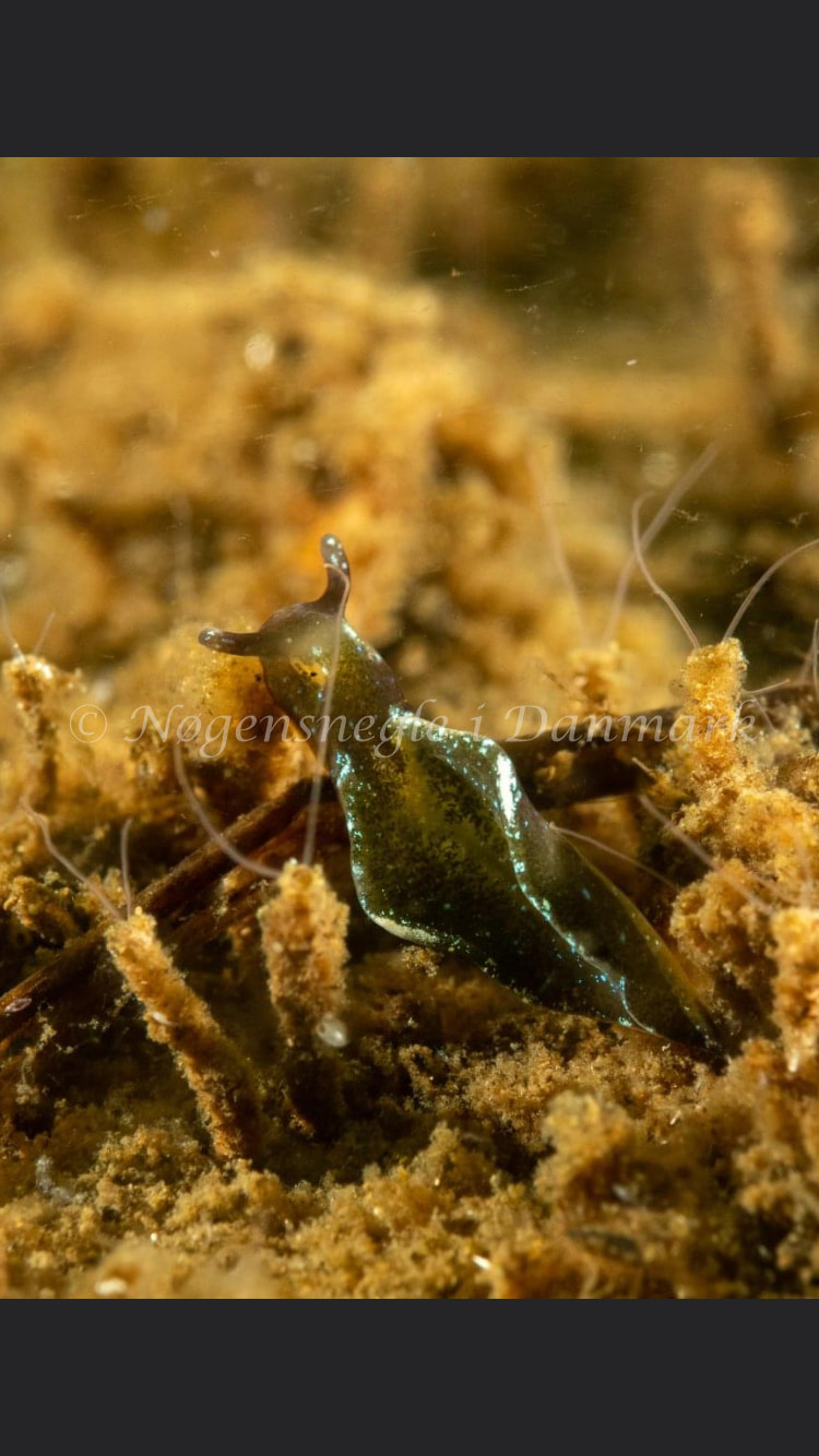 Elysia viridis - Kollund Lillestrand - Foto: Steen Absalon
