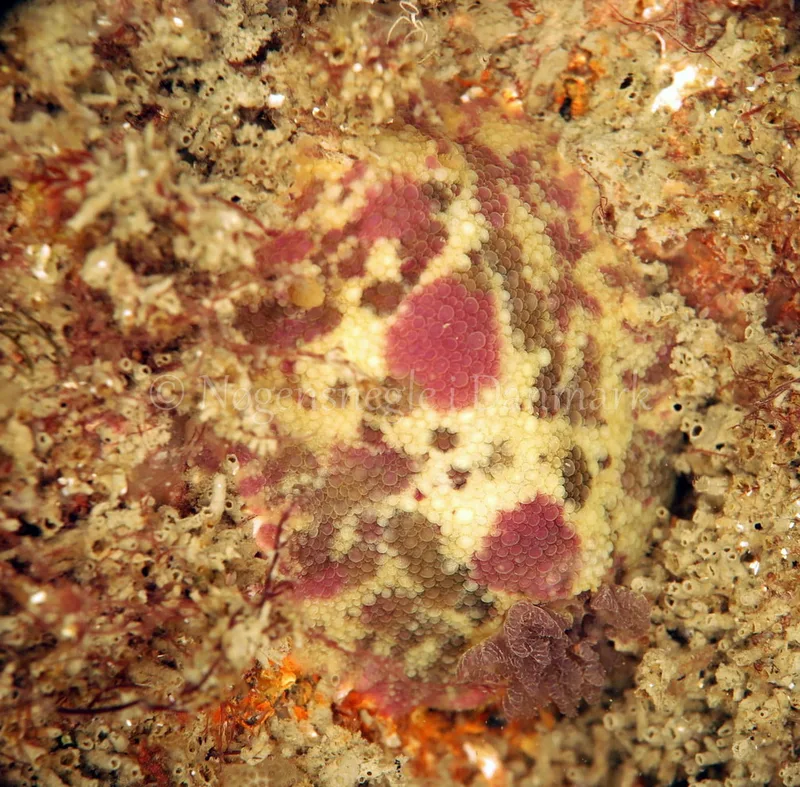 Doris pseudoargus - Anton (Vrag) - Foto: Ib Sørensen