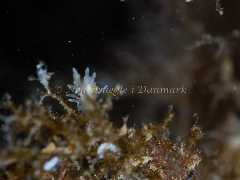 Eubranchus rupium - Ammoniakhavnen - Foto: Michael Christensen