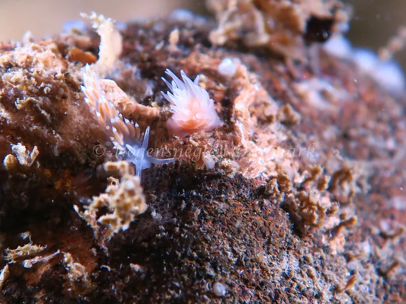 Coryphella verrucosa rufibranchialis - Søbadet Stenrev - Foto: HP Ølgaard