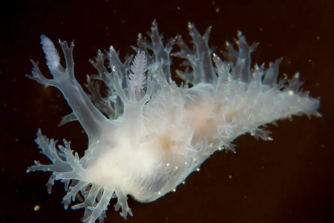 Dendronotus lacteus Black Box med mælkehvid krop, forgrenede rygudvækster og lamellate rhinoforer.
