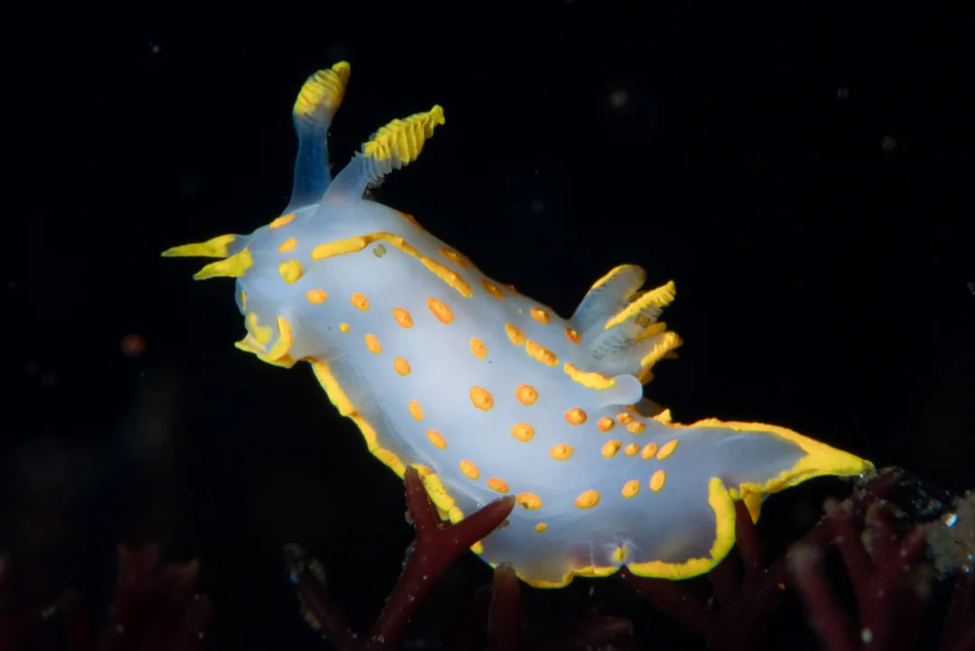 Polycera quadrilineata nøgensnegl med markante gule og sorte advarselsfarver