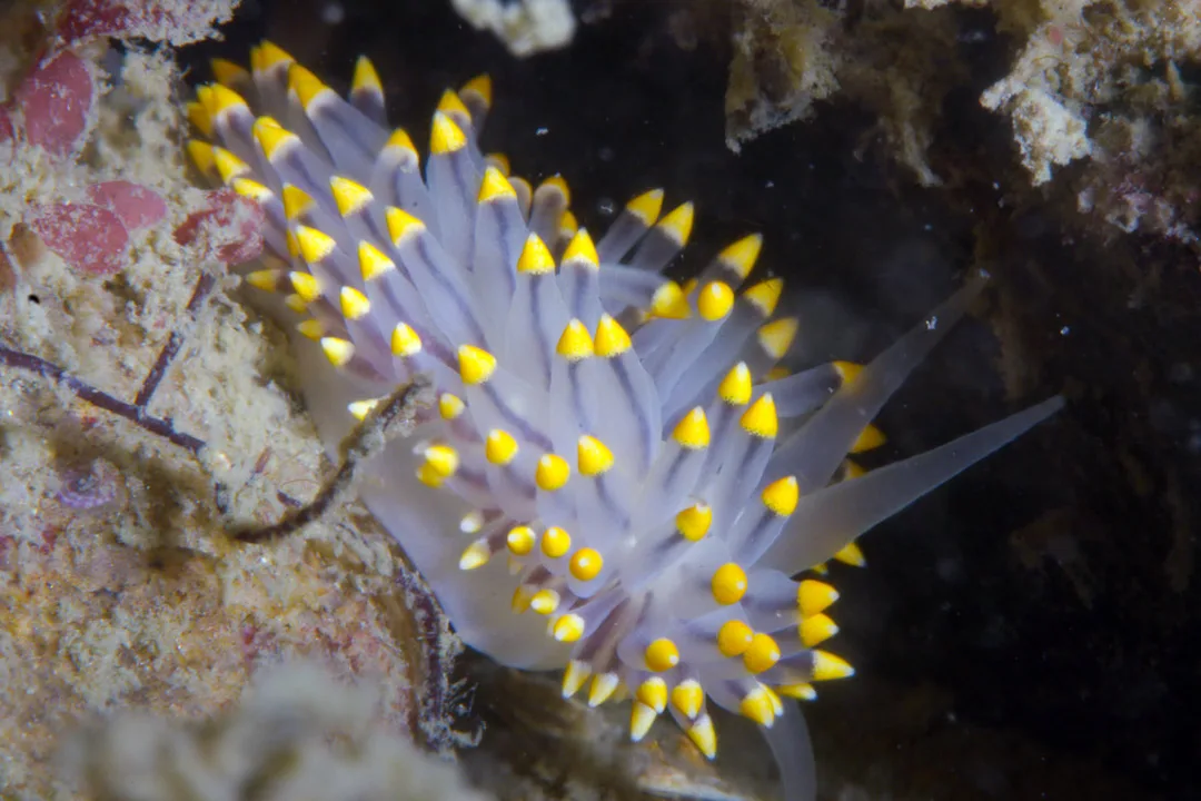 Eubranchus tricolor med mange tætte cerata og hvid-gule/orange cerataspidser samt lange mundtentakler.