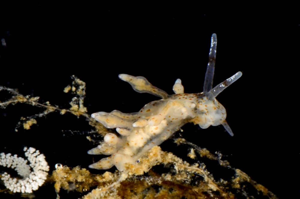 Nudibranchus scintillans,  Voksen individ, Munkholmbroen, Isefjord, 2016
