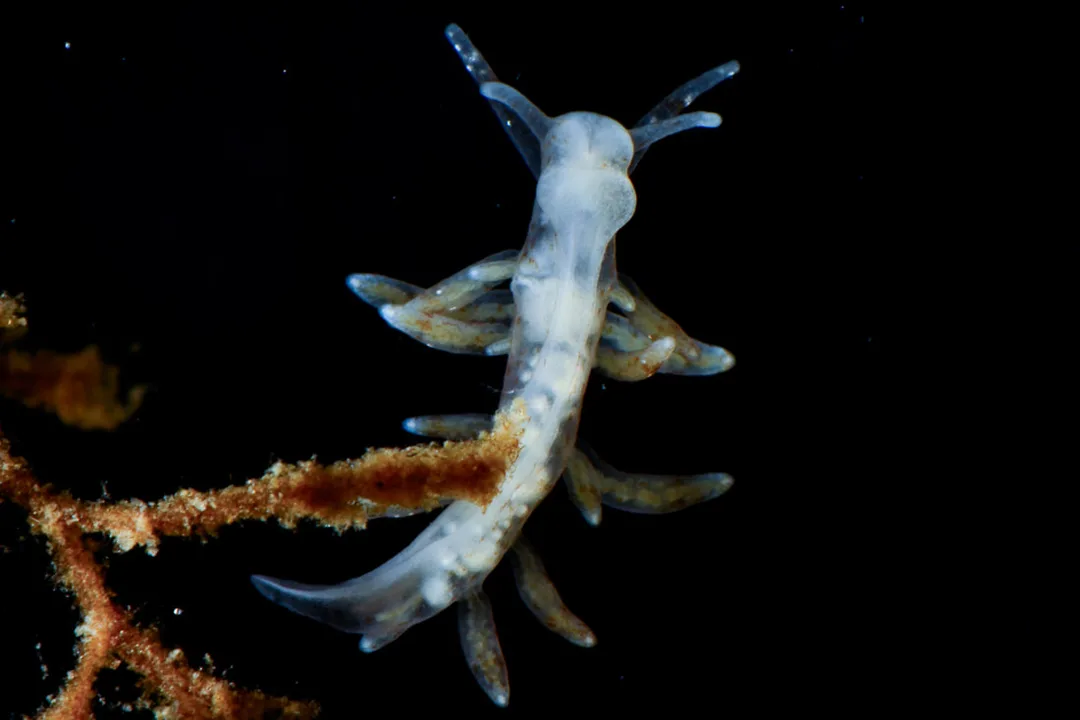Nudibranchus exiguus med slank lys krop, spredte brune pletter, glatte rhinoforer og få fingerformede cerata med brunlig tarmkirtel.