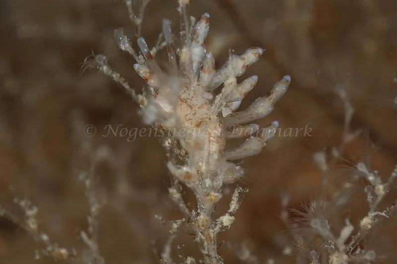 Eubranchus rupium - Molslinjen Mole, Aarhus Ø - Foto: Klaus Kevin Kristensen