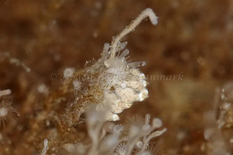 Eubranchus scintillans - Molslinjen Mole - Foto: Klaus Kevin Kristensen