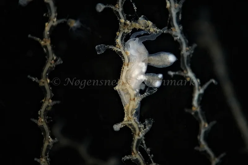 Tergipes tergipes - Prammen i Koraldybet, Aarhusbugten - Foto: Klaus Kevin Kristensen