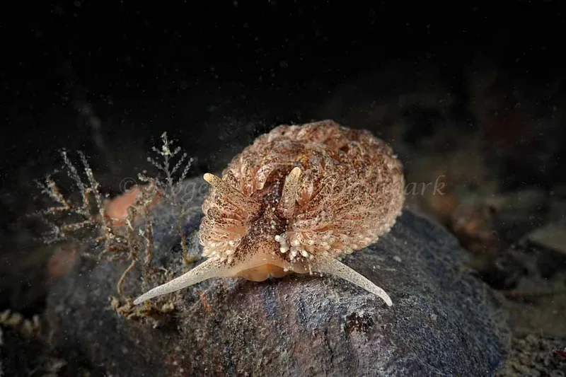 Aeolidia papillosa - Tjærepletten - Foto: Klaus Kevin Kristensen