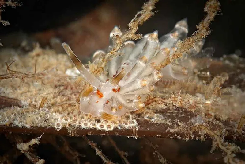 Eubranchus viriola - Ammoniakhavnen - Foto: Klaus Kevin Kristensen