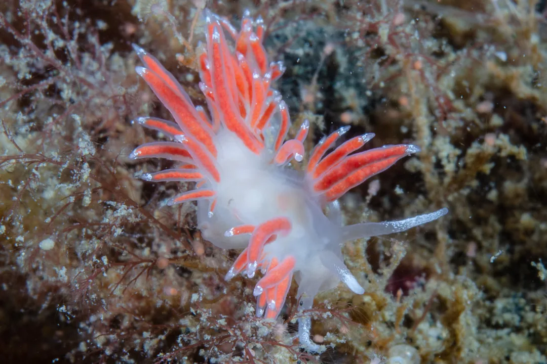 Microchlamylla gracilis med gennemsigtig krop, grupperede cerata, orange tarmkanaler og hvide spidser.