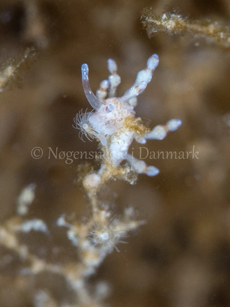 Eubranchus rupium - Munkholmbroen - Foto: Ole Dreyer