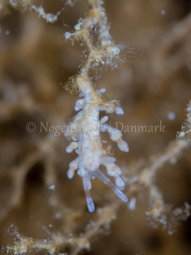 Eubranchus rupium - Munkholmbroen - Foto: Ole Dreyer