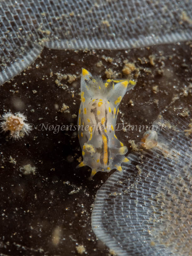 Polycera quadrilineata - Trykkerdammen - Foto: Ole Dreyer