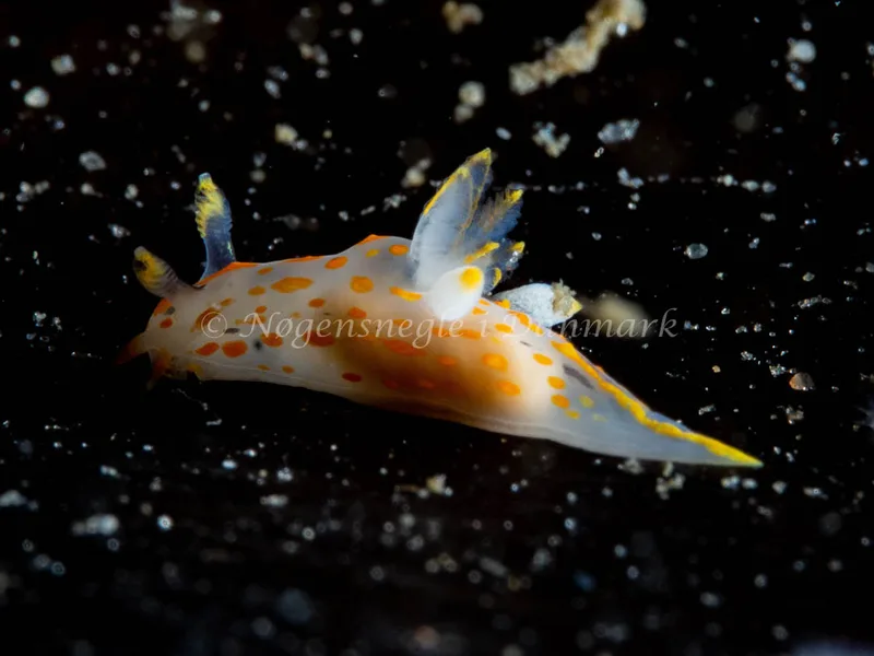 Polycera quadrilineata - Trykkerdammen - Foto: Ole Dreyer