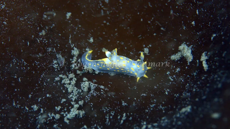 Polycera quadrilineata - Trykkerdammen - Foto: Thomas Blume