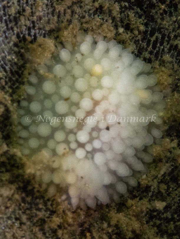Onchidoris muricata - Trykkerdammen - Foto: Ole Dreyer