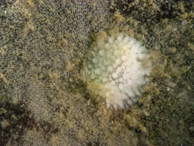 Onchidoris muricata - Trykkerdammen - Foto: Ole Dreyer
