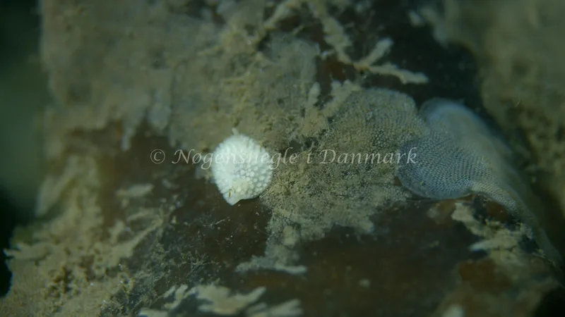 Onchidoris muricata - Trykkerdammen - Foto: Thomas Blume