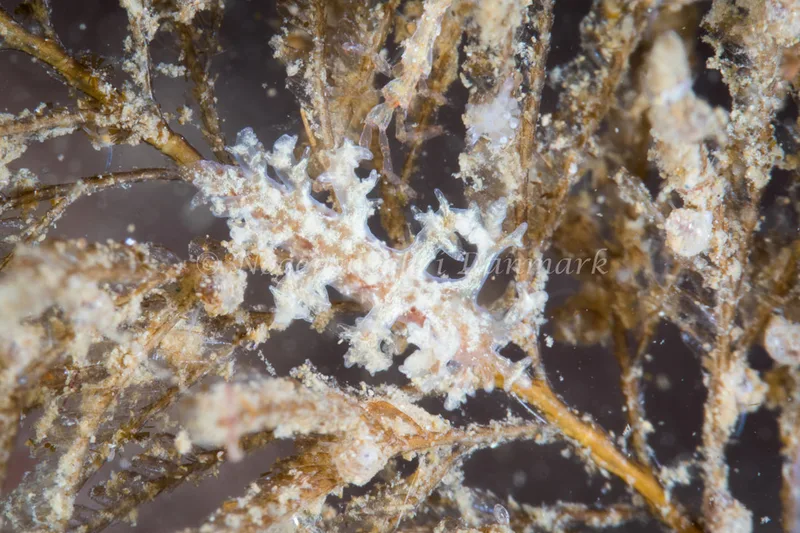 Dendronotus frondosus - Strib Havn - Foto: Poul Erik Rasmussen