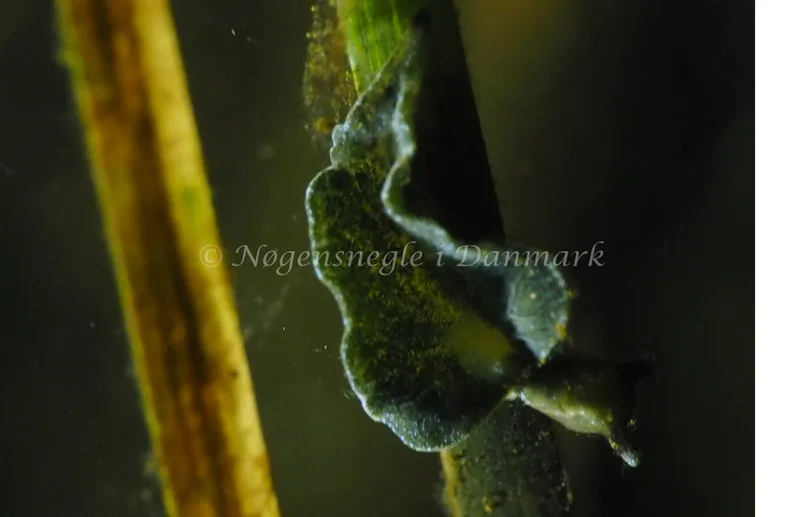 Elysia viridis - Kollund Lillestrand - Foto: Jens Egon Jørgensen