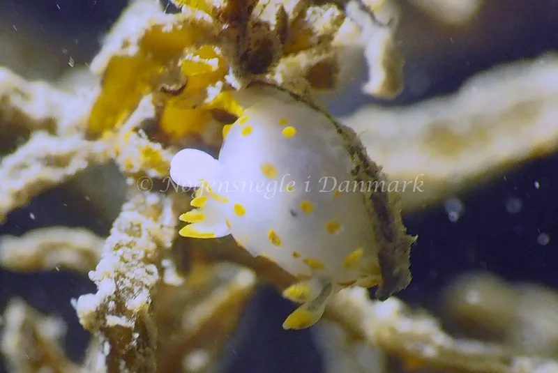 Polycera quadrilineata - Ammoniakhavnen - Foto: Jens Egon Jørgensen