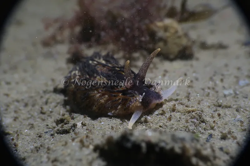 Aeolidia papillosa - Ammoniakhavnen - Foto: Søren Skov Nielsen