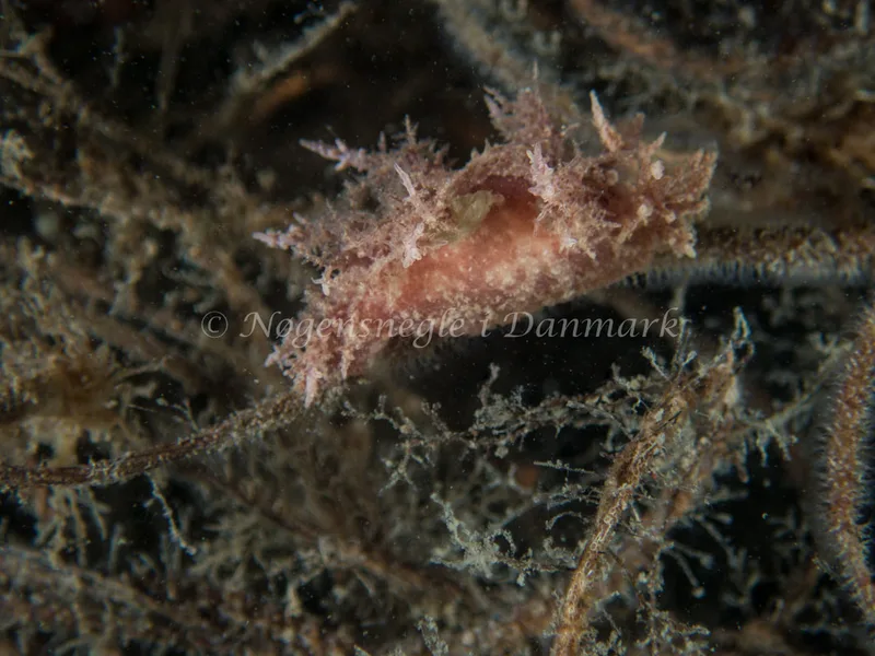 Dendronotus frondosus - Hven Prammen (Vrag) - Øresund - Foto: Kenneth Krull