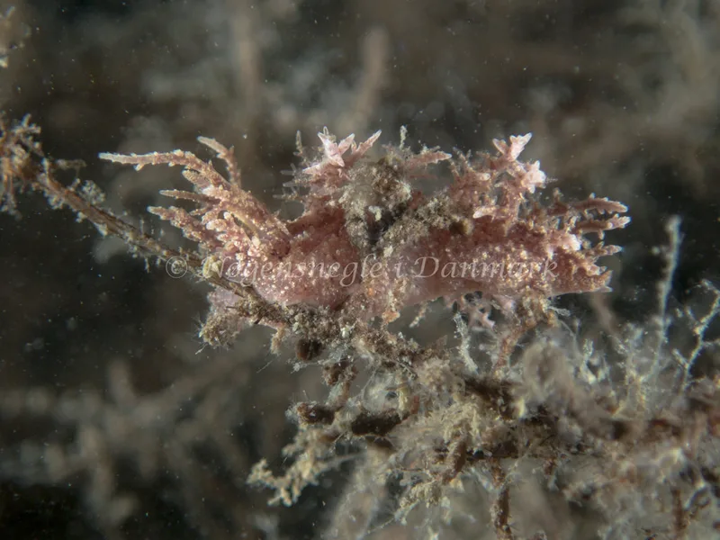 Dendronotus frondosus - Hven Prammen (Vrag) - Øresund - Foto: Kenneth Krull
