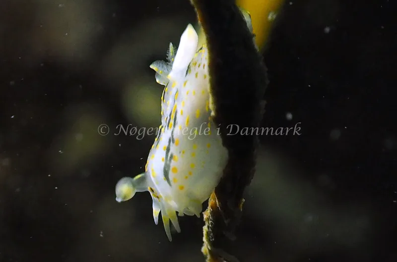 Polycera quadrilineata - Ammoniakhavnen - Foto: Jens Erik Jørgensen