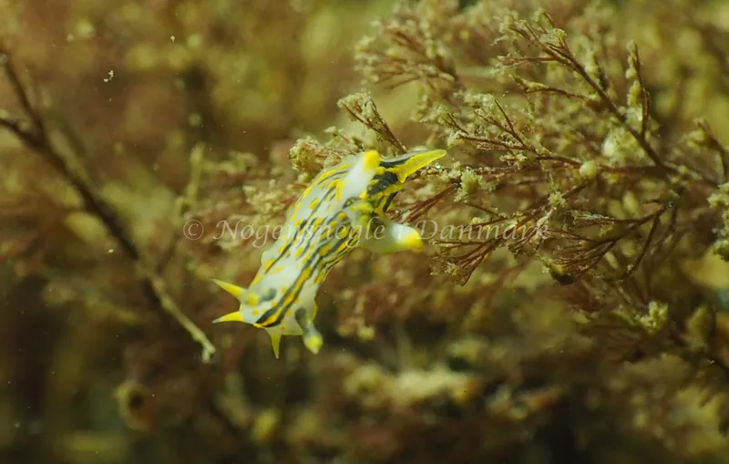 Polycera quadrilineata - Ammoniakhavnen - Foto: Jens Erik Jørgensen
