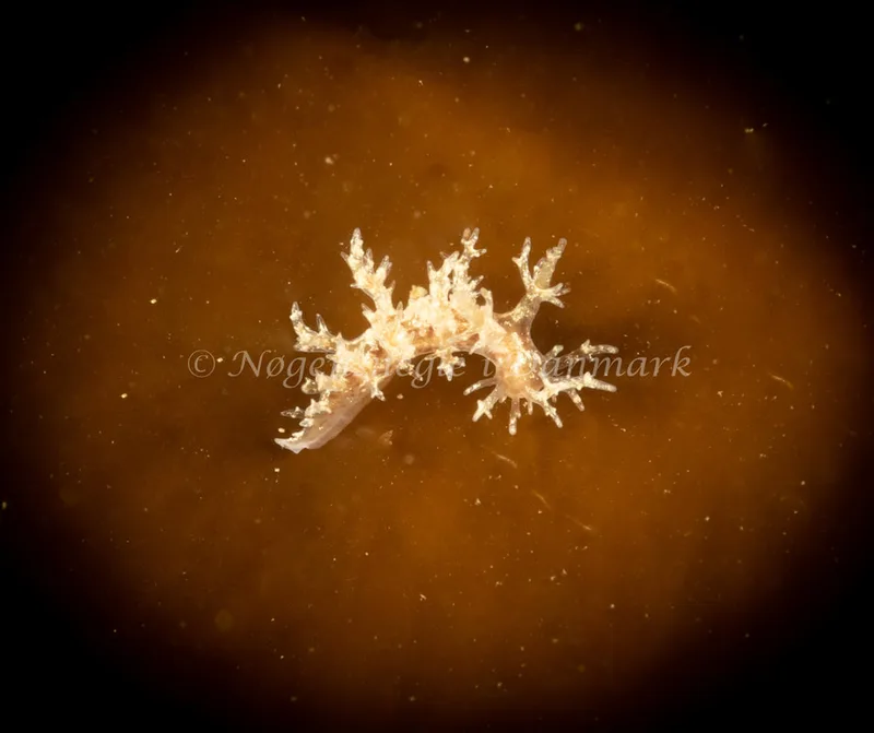 Dendronotus frondosus - Ammoniakhavnen - Foto: Søren Skov Nielsen