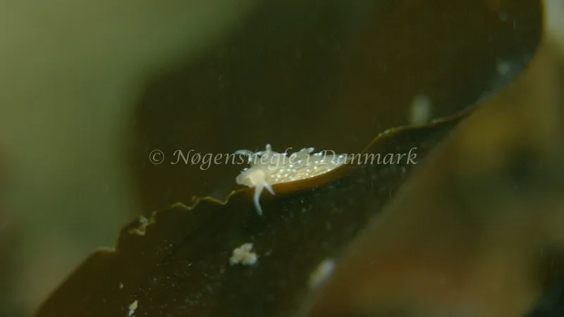 Facelina cf. bostoniensis - Trykkerdammen - Foto: Thomas Blume