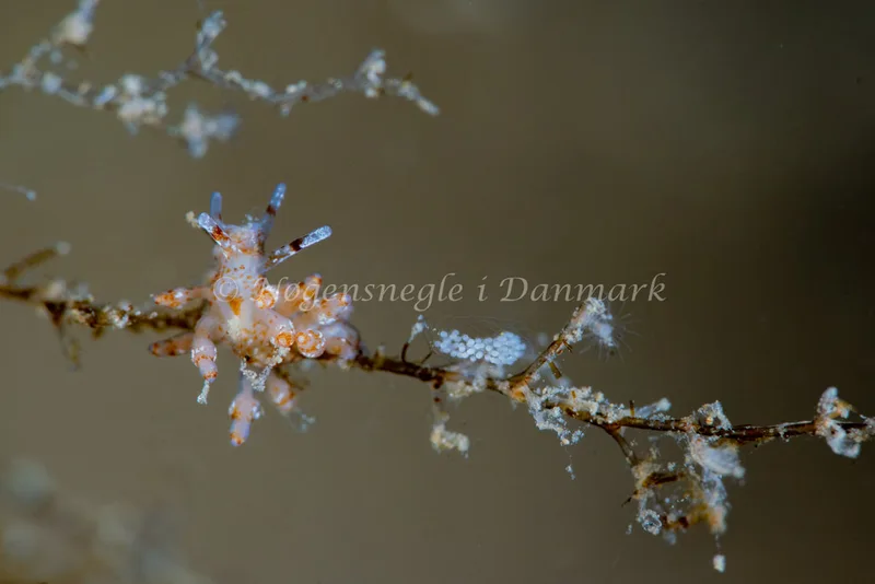Eubranchus exiguus - Ammoniakhavnen - Foto: Tina Hindal