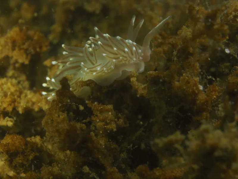 Facelina bostoniensis - Munkholmbroen - Foto: Ole Dreyer