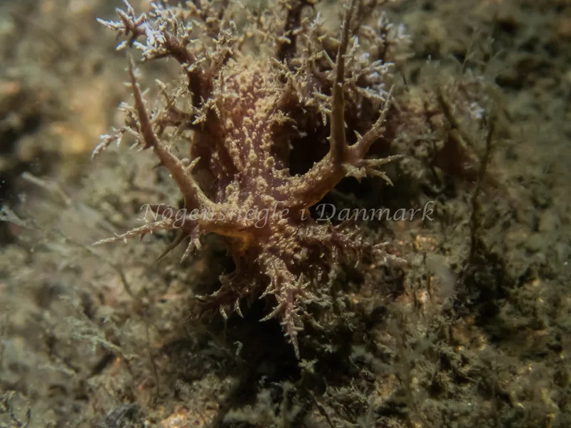 Dendronotus europaeus - Anemonevraget (Vrag) - Foto: Kenneth Krull