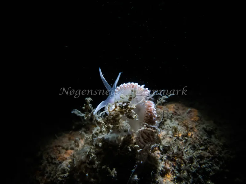 Coryphella verrucosa - Anemonevraget (Vrag) - Foto: Kenneth Krull